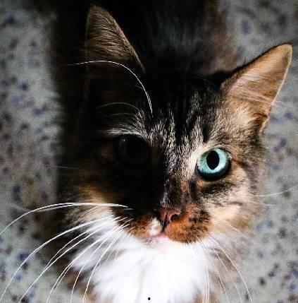 娱乐吃瓜酱三花猫的魅力,娱乐吃瓜酱的喵星人风采 第3张 娱乐吃瓜酱三花猫的魅力,娱乐吃瓜酱的喵星人风采 第3张